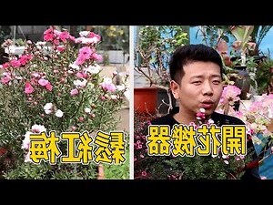 松紅梅 種植